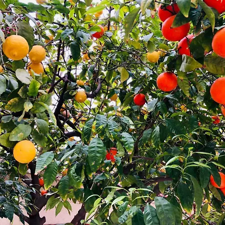 Casa Austria Pensionat Calella